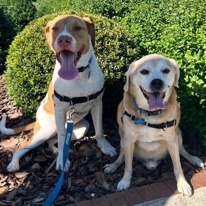 Meet your Posher, Cesar